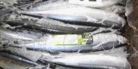 進(jìn)口三陸產(chǎn)秋刀魚批發(fā)指南 70尾10kg鮮活水產(chǎn)品采購優(yōu)勢(shì)