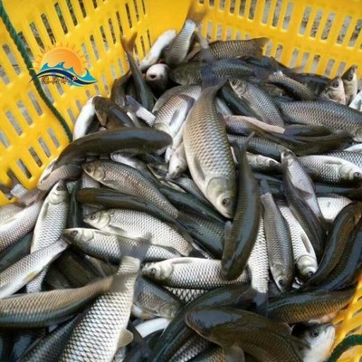 優質草魚苗批發 廣東港興水產提供3-8公分魚苗，價格合理